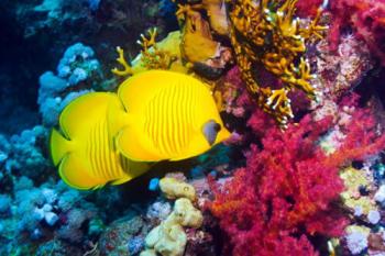 Уникальный подводный мир